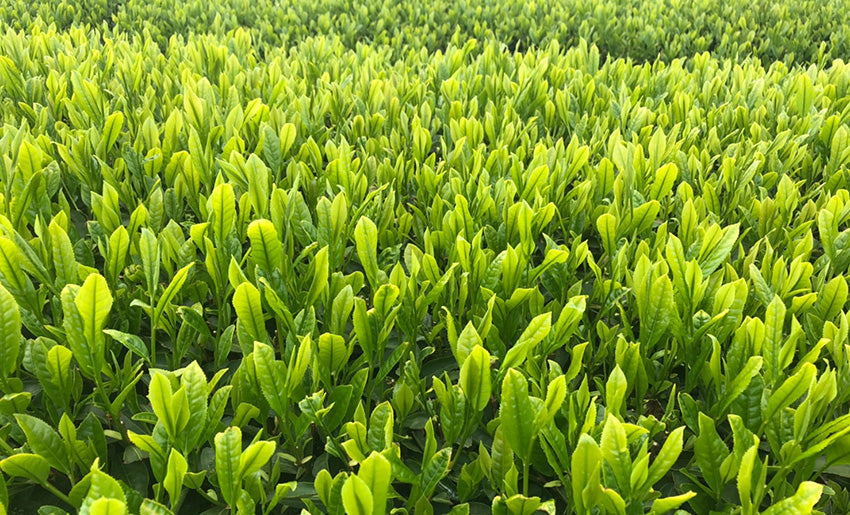Fresh Japanese green tea leaves growing in a sun-lit tea field