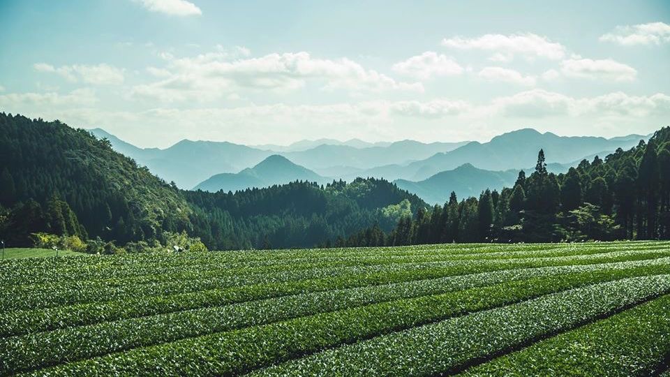 Tea plantation with mountains in the background. Yamecha tea. Uzuki premium tea 