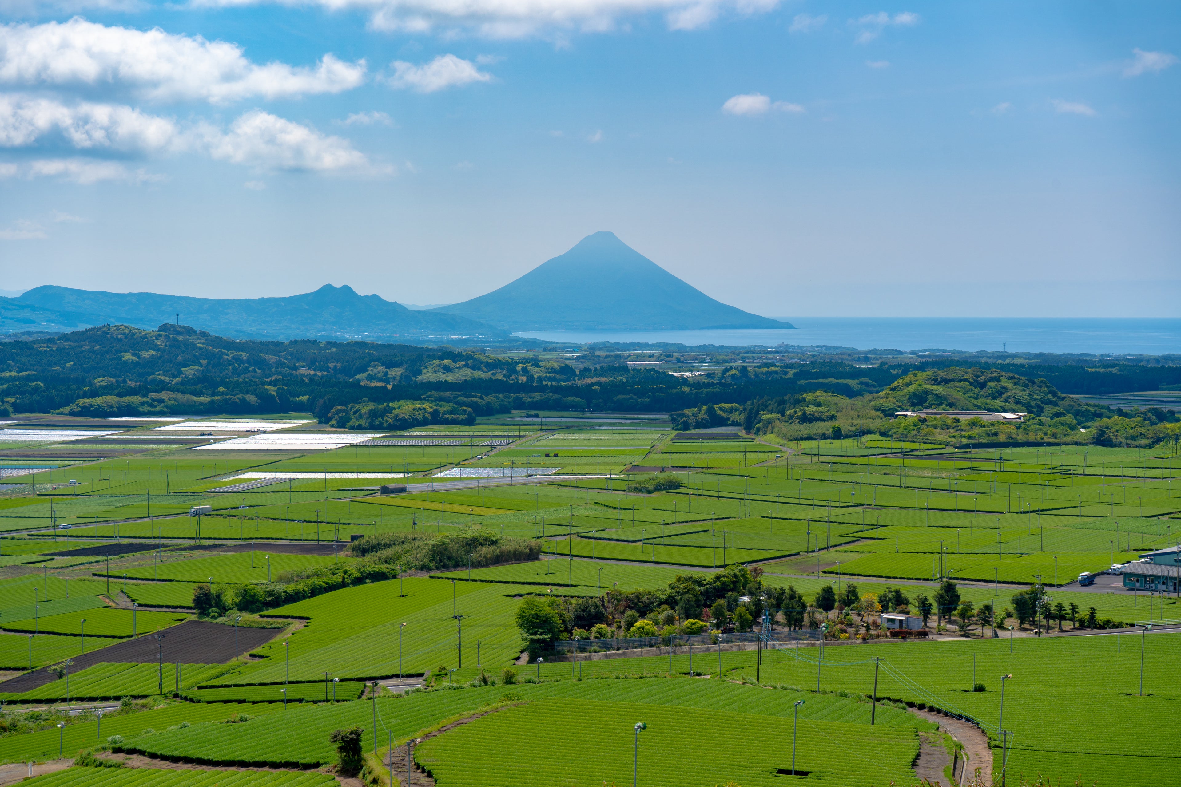 Green fields with a mountain in the distance under a blue sky. Japan countryside. Green tea fields from Japan. Kagoshima prefecture. Uzuki premium tea. Chiran Cha. Green tea from Kagoshima. 