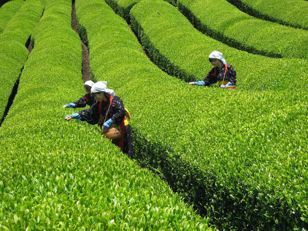Workers harvesting green tea in a field. Kyoto fields, Premium green tea, Uji green tea from Kyoto, Uzuki green tea from Kyoto