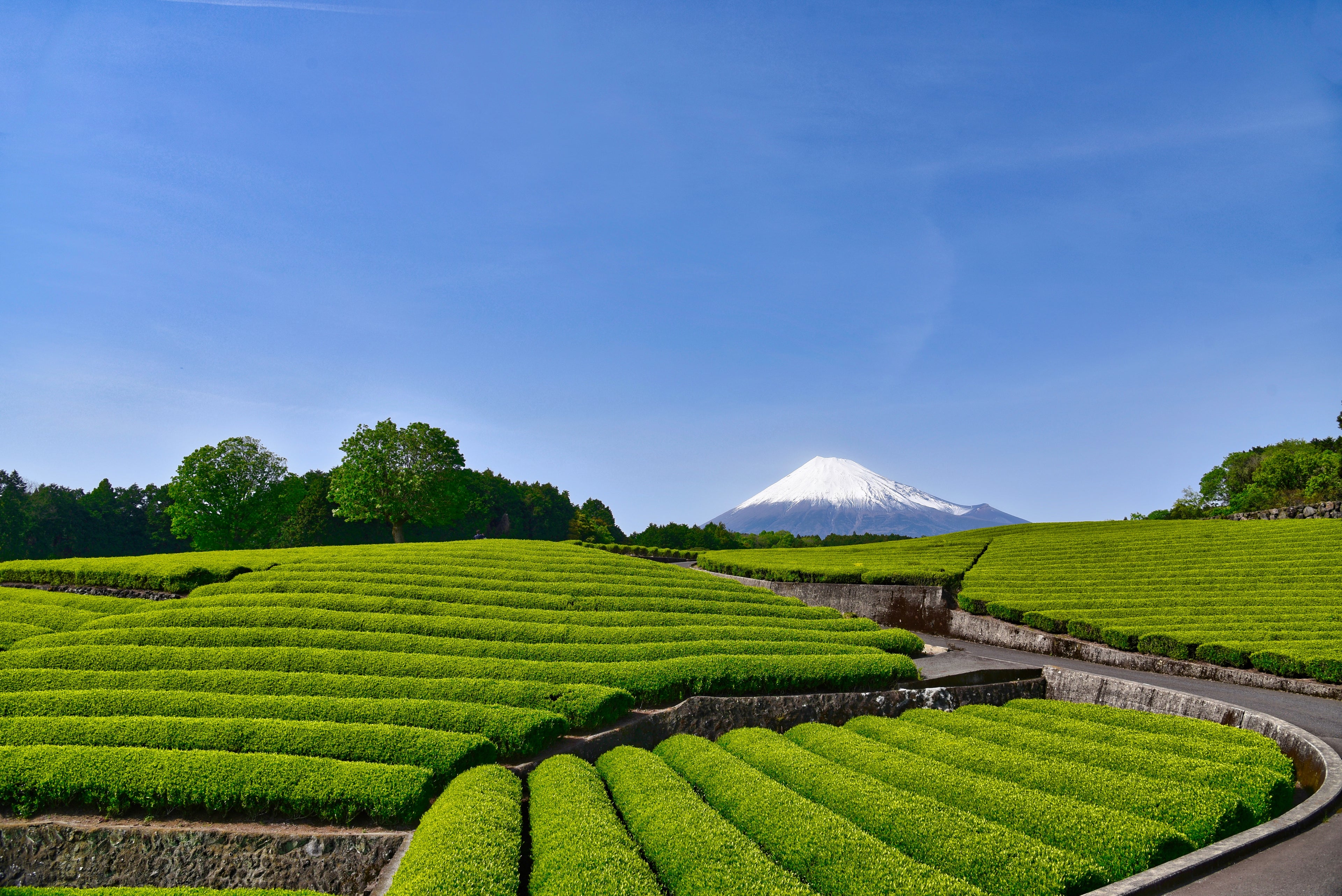 Tea plantations with Mount Fuji in the background, Shizuoka green tea, Uzuki Shizuoka premium green tea, Luxury green tea from Japan